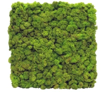 Придбати - кімнатна рослина і квітка  Стабілізований мох SO Green Декоративна стіна з моху 1м (004)