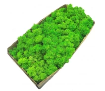 Придбати - кімнатна рослина і квітка  Стабілізований мох SO Green зелене яблуко 0,5 кг (079)