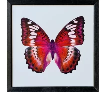 Придбати - картину  Фотокартина у дерев'яній рамі Butterfly 2 30х30 см POS-3030-046