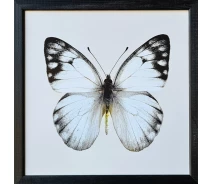 Придбати - картину  Фотокартина у дерев'яній рамі "Butterfly 1", 30х30 см, POS-3030-178 (POS-3030-047)