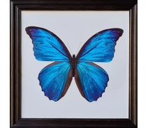 Придбати - картину  Фотокартина у дерев'яній рамі "Butterfly 3", 20х20 см, POS-2020-049