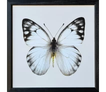 Придбати - картину  Фотокартина у дерев'яній рамі "Butterfly 1", 20х20 см, POS-2020-038