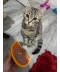 Фото № 9 Парова щітка масажер спрей 3 в 1 PET SPRAY MASSAGE BRUSH для вичісування собак і котів з паровим розпилювачем - зелена (48856215)