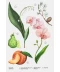 Фото № 3 Парфумована вода для жінок ZARA Orchid 30ml